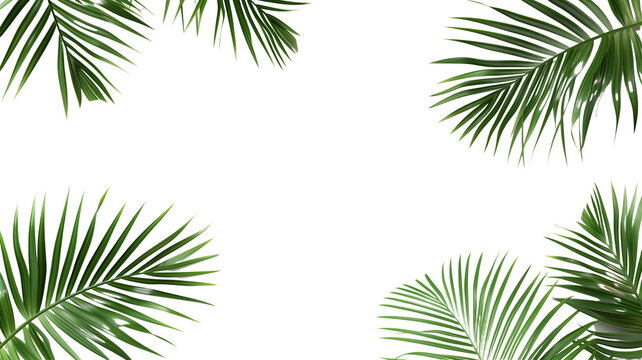 Tropical frame with green palm leaves. Tropical plant branches isolated on a transparent background.