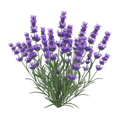 3d illustration cartoon Lavender flowers bunch on transparent background