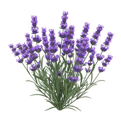 Obraz premium 3d illustration cartoon Lavender flowers bunch on transparent background