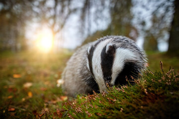 Close up, ultrawide photo of European badger, Meles meles against sun. Black and white striped forest animal  looking for prey in colorful autumn forest. 