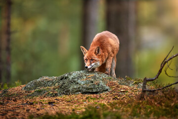 Fototapeta premium Forest carnivore theme: Close up, low angle, side view of Red Fox, Vulpes vulpes, adult male, nice dense fur. Red Fox in colorful pine forest, autumn, Czech highlands. 
