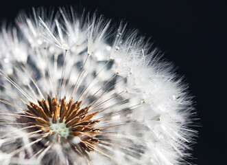macro photo of a dandelion with water drops on a black background
