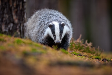 Close up, low angle, direct view of running European badger, Meles meles. Black and white striped forest animal  looking for prey in colorful autumn spruce forest. 