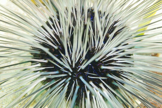 Close up of a long spined urchin with white spines (Diadema antillarum), underwater in the Caribbean sea, natural scene, Central America, Costa Rica