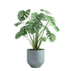 3D Monstera Plant in Pot Isolated On transparent Background