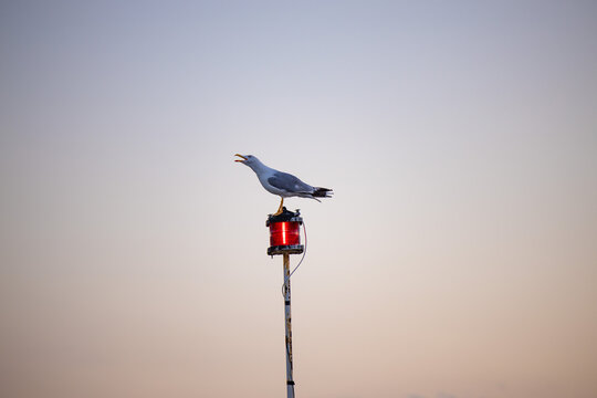 A seagull screeching screams on top of a lamp on sunset clear sky. Beautiful wildlife bird in the afternoon summer day.
