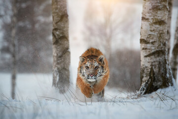 Siberian tiger, Panthera tigris altaica, young male in deep snow running directly at camera....