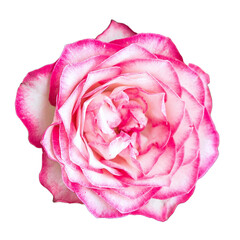 pink and white flower Isolated transparent png
