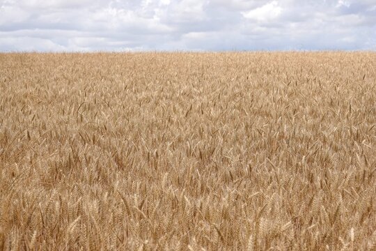 Vue sur un grand champ de blé près de Chartres