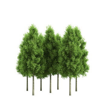 3d rendering - illustration Green forest isolated on transparent background.