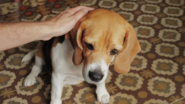 Dog eating vitamins cbd supplement, woman hands, pets food supply, delivery for beagle pet. 