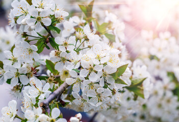 Cherry blossoms. Cherry branch with flowers in sunny weather