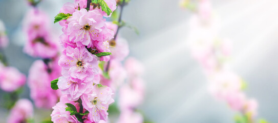 Pink flowers of sakura, Japanese cherry in sunlight
