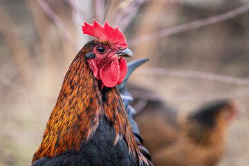 Close-up of a rooster with brown and black feathers on a blurred background
