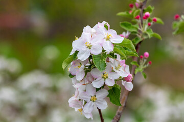 A branch of an apple tree with white-pink flowers