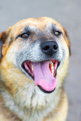 Close-up portrait of a good-natured dog with open mouth and tongue sticking out in hot weather