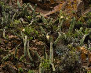 Sierra de Lima Peru Langa