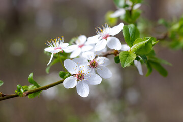 Cherry branch with white flowers on a blurred background
