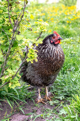 A black variegated chicken in the garden near a currant bush in spring