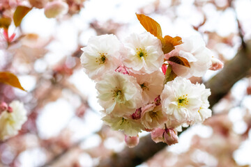 Fototapeta premium Japanese cherry blossoms. Delicate light pink sakura flowers on a tree in the garden