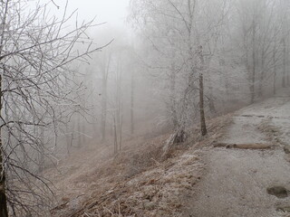 bohemian switzerland rocks and nature in winter