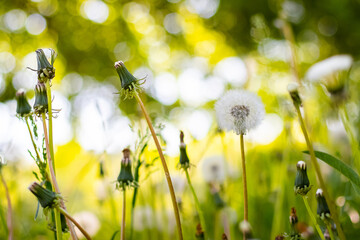 A white dandelion on a meadow among the grass in the sunlight