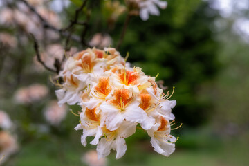Beautiful white and orange rhododendron flowers in spring, close up