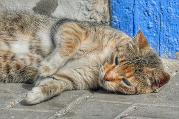 Portrait of an adorable street cat in Morocco
