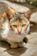 Portrait of an adorable street cat in Morocco