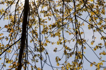 different types of trees in the park in sunny weather