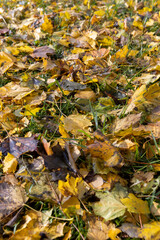 multicolored yellowing maple foliage during leaf fall