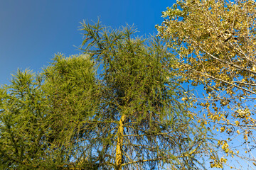 Spruce branches with green needles in sunny weather