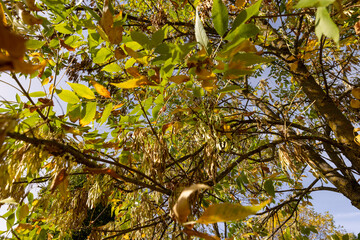ash foliage changing color from green to yellow-orange