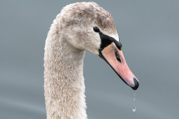 Tête de cygne juvénile