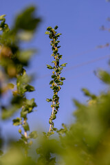green berries on gooseberry bushes against a blue sky