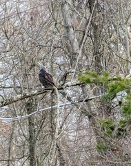 Vulture in tree