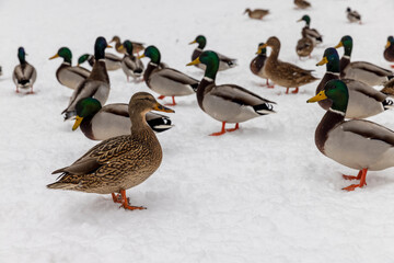 wild ducks in the snow in winter
