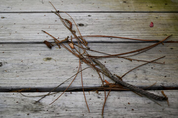 Longe pine needles lying on the wood plank floor of a deck