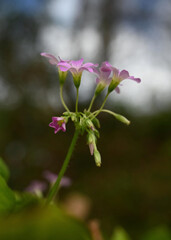 Pink cluster of Shamrock flowers in the home garden