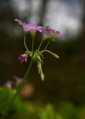 Shamrock flowers blooming in pink in the home garden