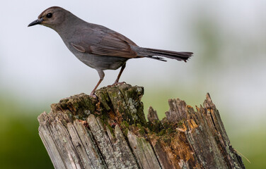 bird on post