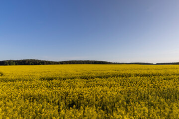 Obraz premium beautiful flowering field with yellow rapeseed flowers
