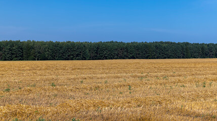 Straw stack after harvesting grain in the field