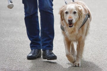 Une personne se balade avec son chien dans un parc