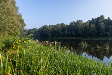 The river during the dawn in autumn , the waves on the river