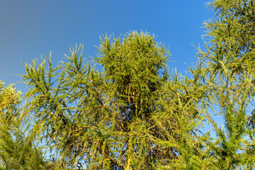 Spruce branches with green needles in sunny weather