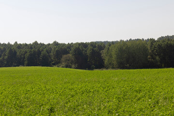 Fototapeta premium field with grass for harvesting fodder for cows