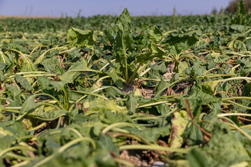 a field with withered beets during heat and drought