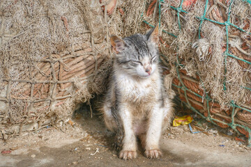 Portrait of an adorable street kitten in Morocco