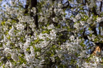 spring garden with cherry blossoms in sunny weather